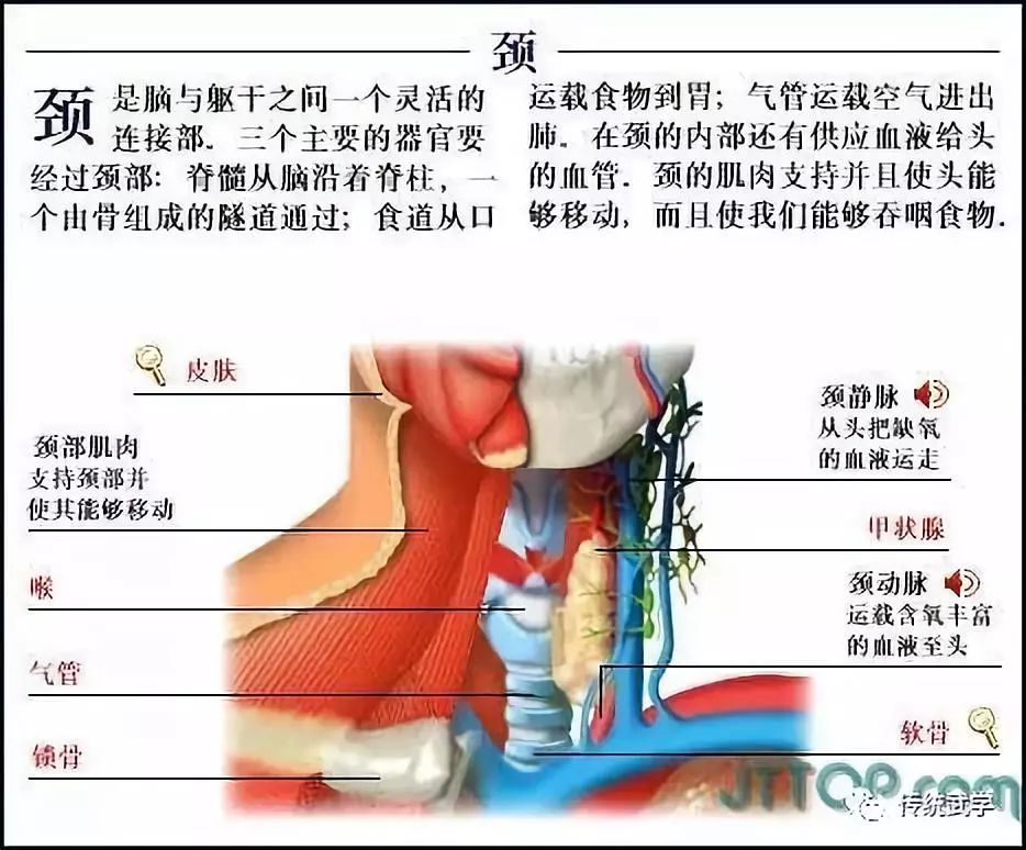 全套高清人体解剖图三观不正者拒看