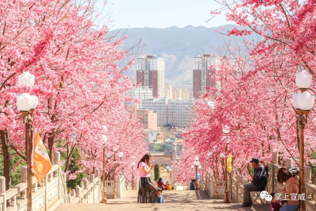 除赏樱花外 粉粉的一片一片 满满地缀满枝头 宣威市龙堡西路市花(大