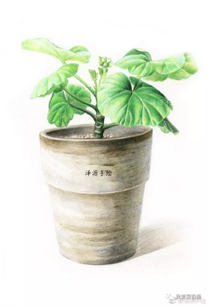 手绘花盆与绿叶,彩铅画!