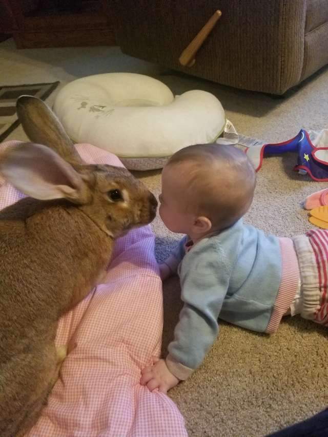 原創
            兩只巨兔對新生兒「一見鍾情」，變身「保姆」用愛守護 未分類 第10張