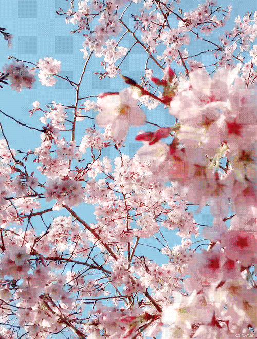 樱花树动态壁纸图片