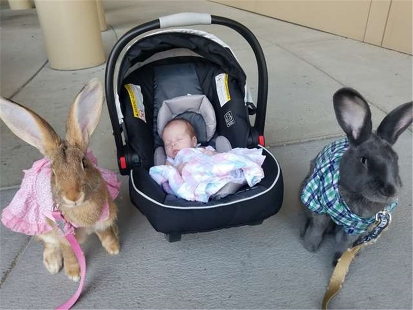 原創
            兩只巨兔對新生兒「一見鍾情」，變身「保姆」用愛守護 未分類 第1張