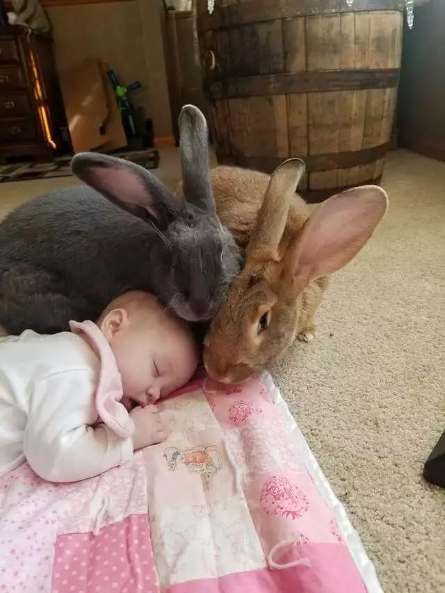 原創
            兔兔那麼可愛，沒想到還能給小寶寶當保鏢 寵物 第3張