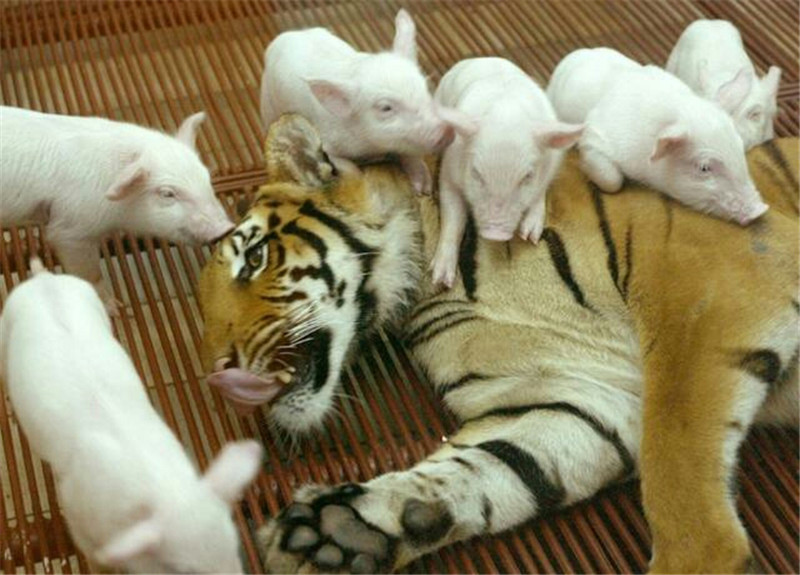 母虎沉浸在喪子之痛中，飼養員想了想往里送去幾只豬 未分類 第5張