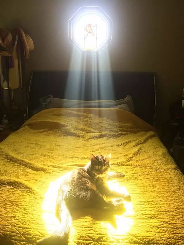 猫咪晒不到太阳怎么办