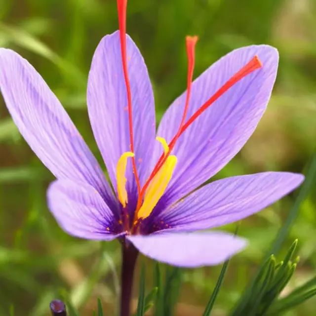 紫番红花saffron学名:crocus sativus科属名:鸢尾科番红花属花语:款待