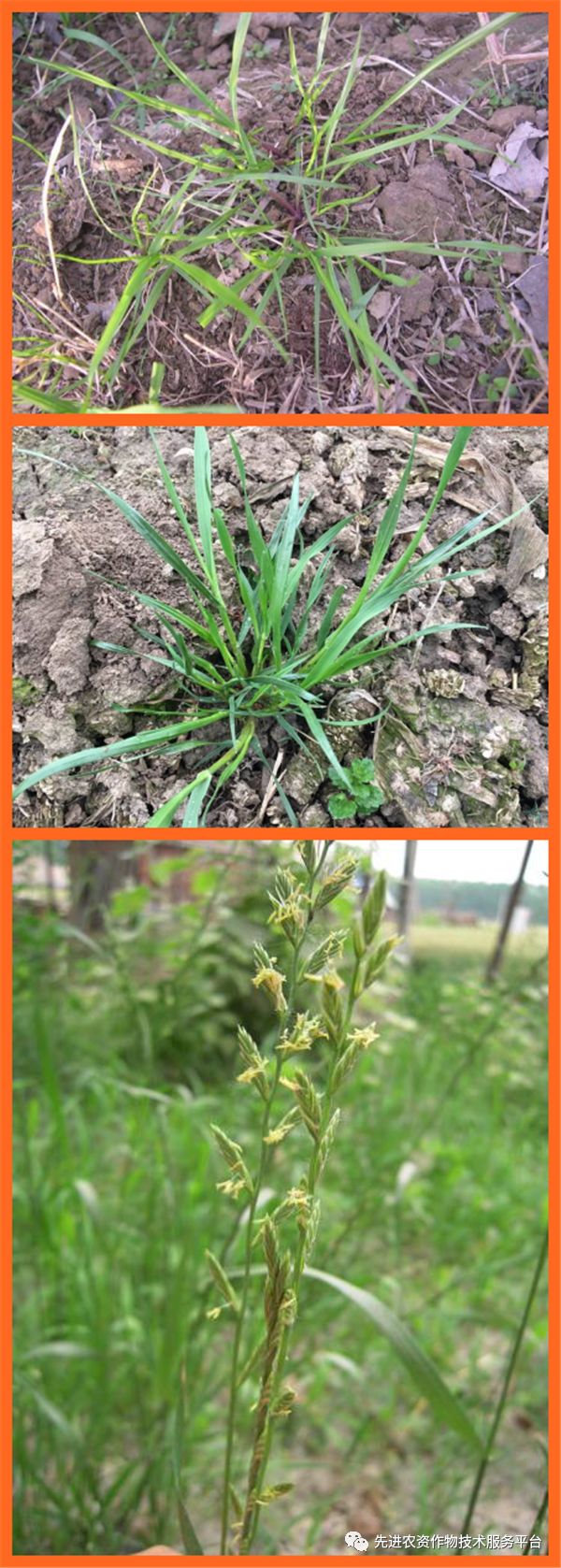 的识别↓雀麦↓节节麦↓野燕麦↓多花黑麦草↓蜡烛草↓上图