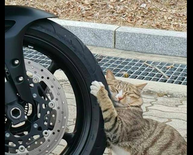 網友要騎摩托車回家，沒想到一只貓抱著車輪就不松爪了，想碰瓷？ 未分類 第3張