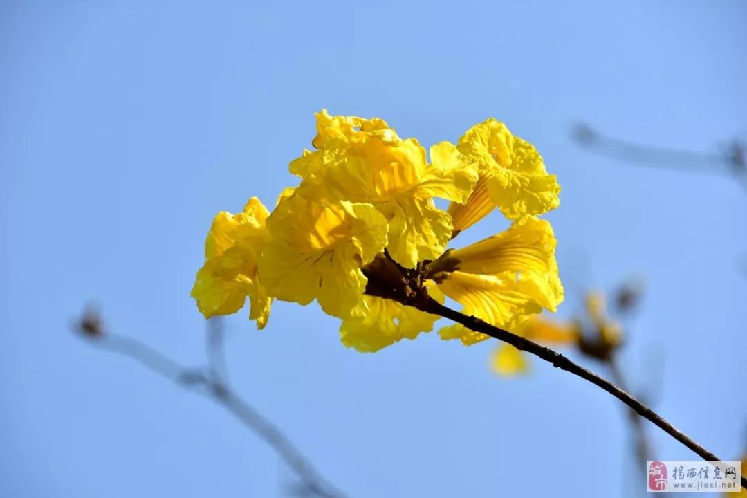 在阳光的照射下 金黄色的花蕊挂满枝头 绽放地烂漫 风铃木的花期刚刚