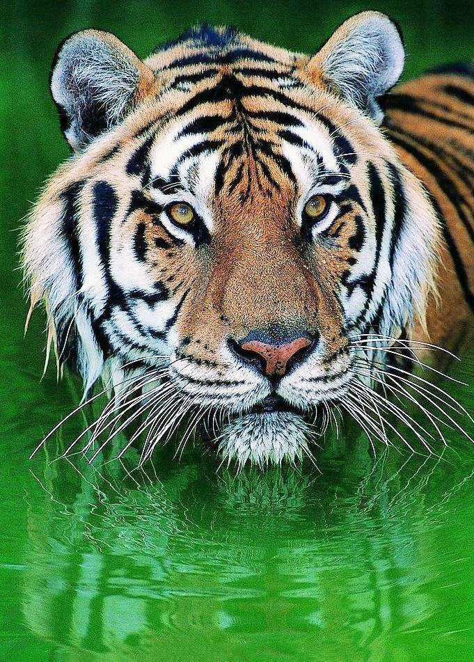 马戏团的虎,动物园的虎,野生之老虎 权成