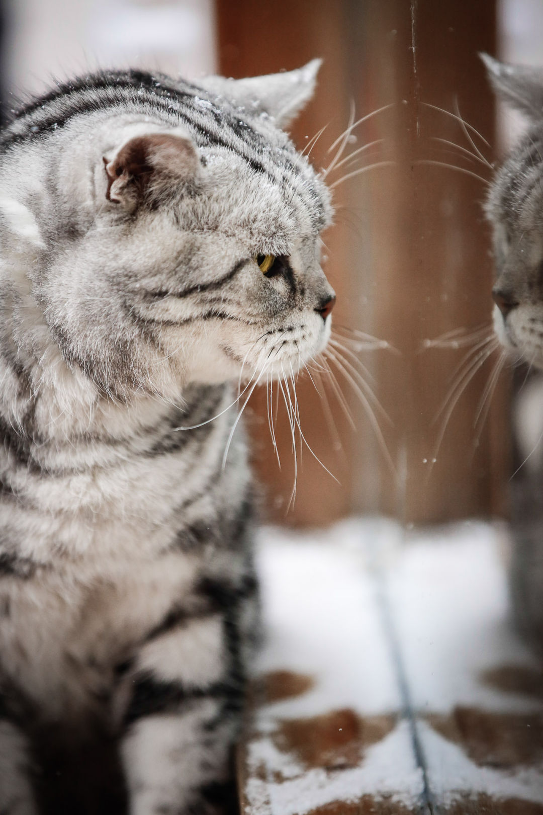 八一八猫豆对面的那个二白 姿势