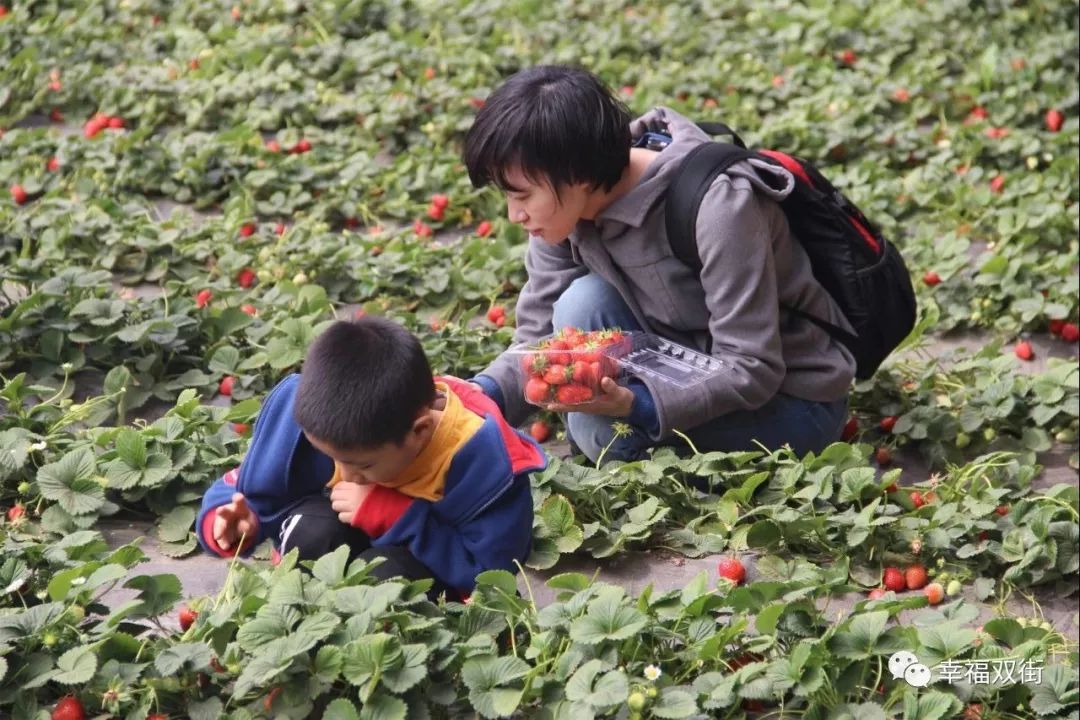 春日踏青踏青好去处采摘正当时快来双街果蔬采摘园吧