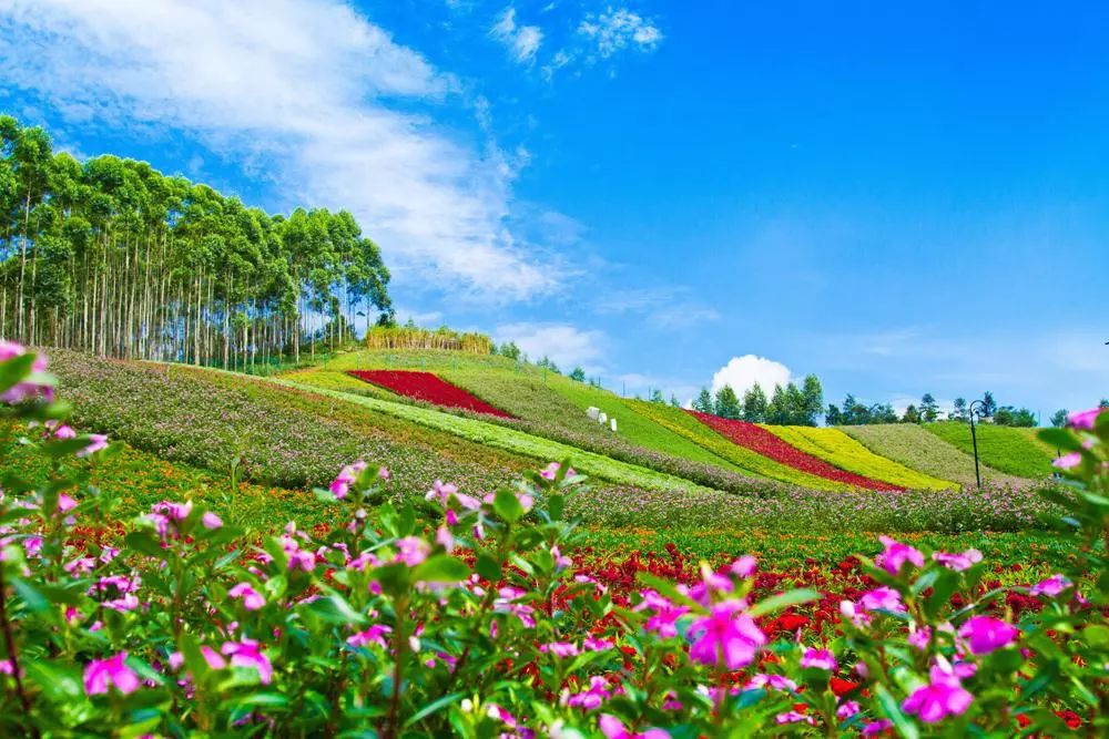 活动招募 3月3日 周日 漳州长泰十里蓝山 古山重赏花之旅 景区