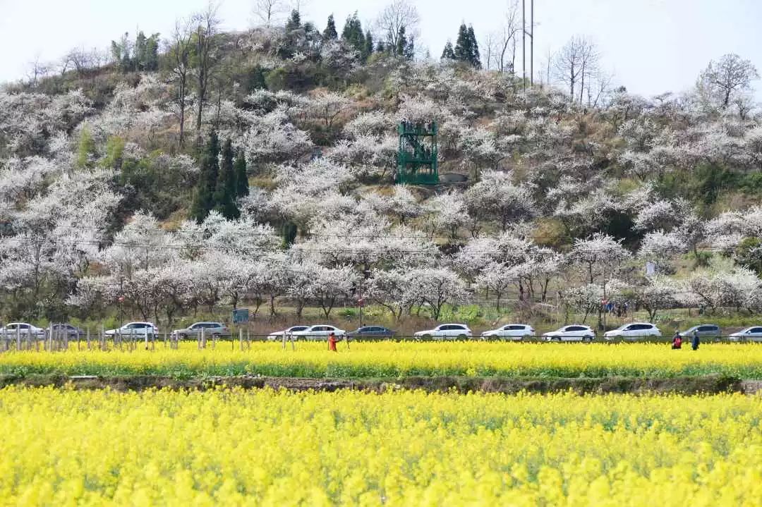 "金海雪山"景区位于贵定县盘江镇境内.