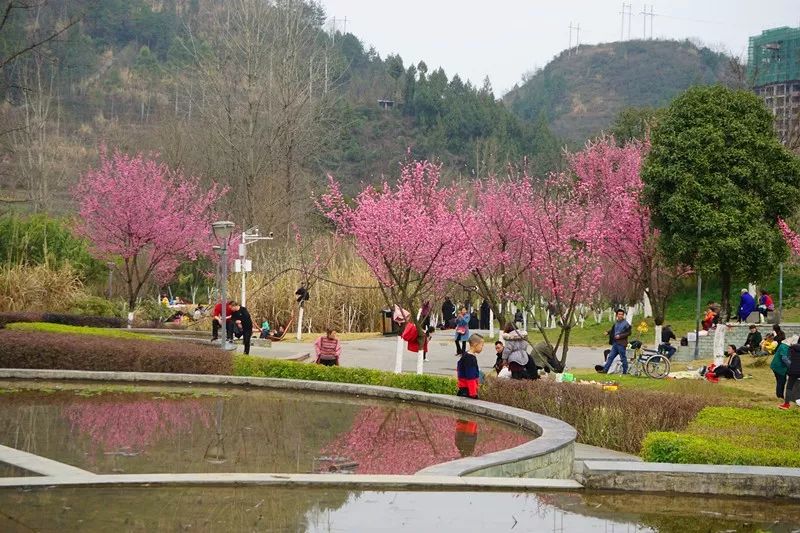 [巫溪] 春暖花开 到水体公园踏春去