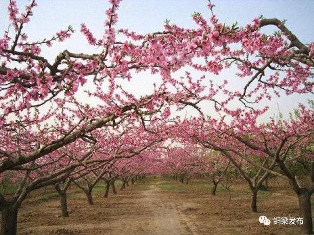 桃花树姿优美,花朵丰腴,色彩艳丽,为早春重要的观花树种之一.