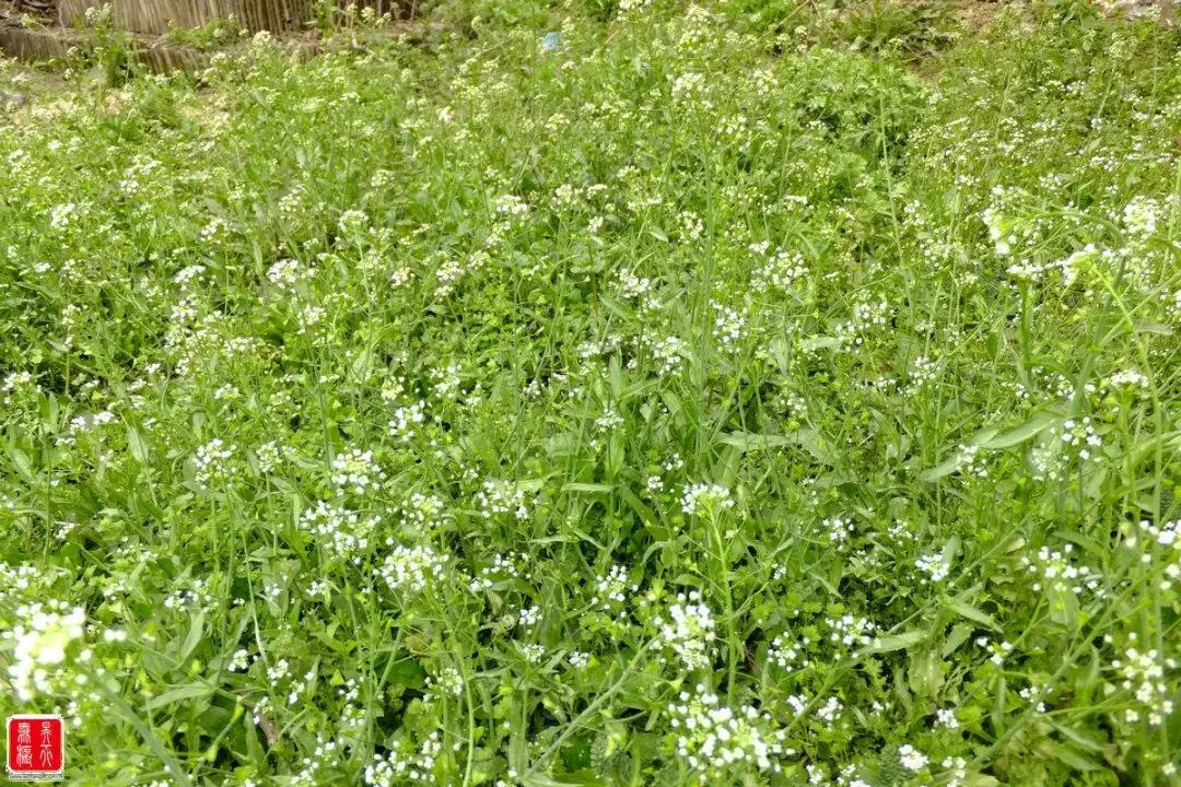 诗意上植|百草千花共待春:春在溪头荠菜花