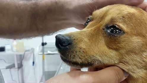原創
            狗狗流眼淚是因為傷心嗎？關於真相，你早該知道了！ 寵物 第4張