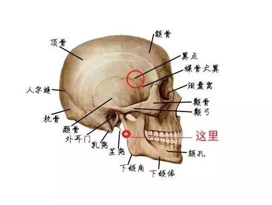 正畸牙齿移动的原理_正畸中牙齿移动的原理(2)