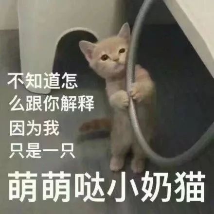 猫咪表情包小哥哥处对象吗