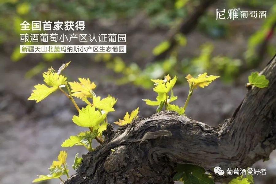 2019中国葡萄酒开门红国际大赛!尼雅品牌收获