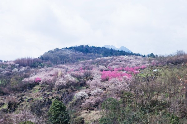 成都周边赏花周末自驾游的好地方--大邑县雾山乡.