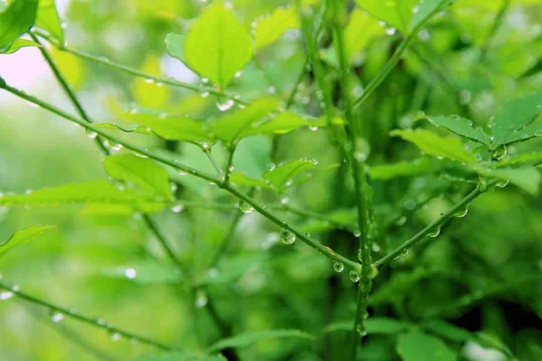 细雨纷纷话早春 流浪太阳第二季开播