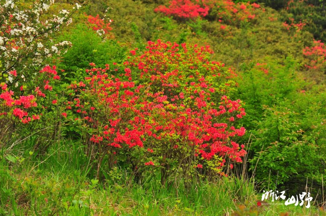 山野招募丨博物森林古道,一路风光满山花