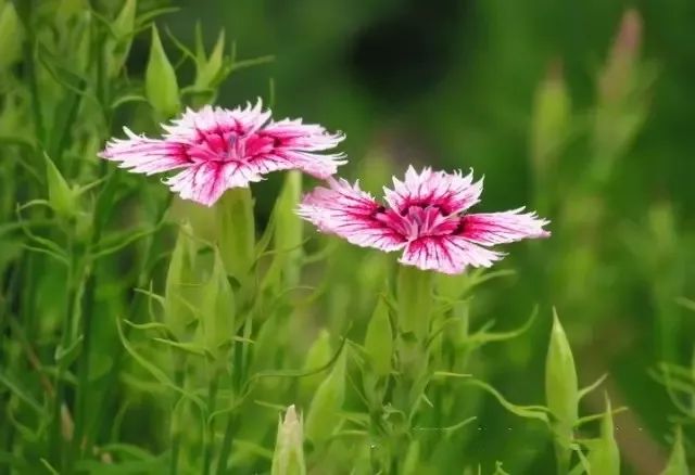 5,洋石竹:petrorhagia saxifrage形态特征:株高15-25cm.茎簇生.