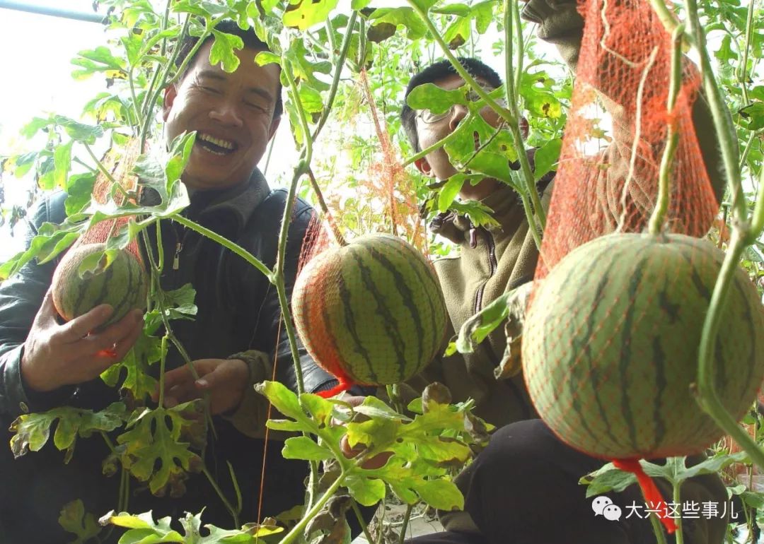 走向全国大兴一瓜农把庞各庄西瓜种到了海南