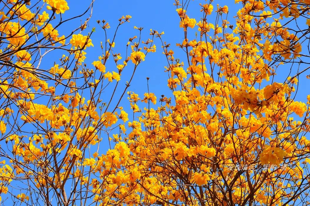 春天枝条叶疏 黄花风铃的花语是感谢 它是友情的使者 花开的时候