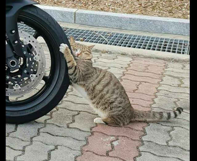 網友要騎摩托車回家，沒想到一只貓抱著車輪就不松爪了，想碰瓷？ 未分類 第2張