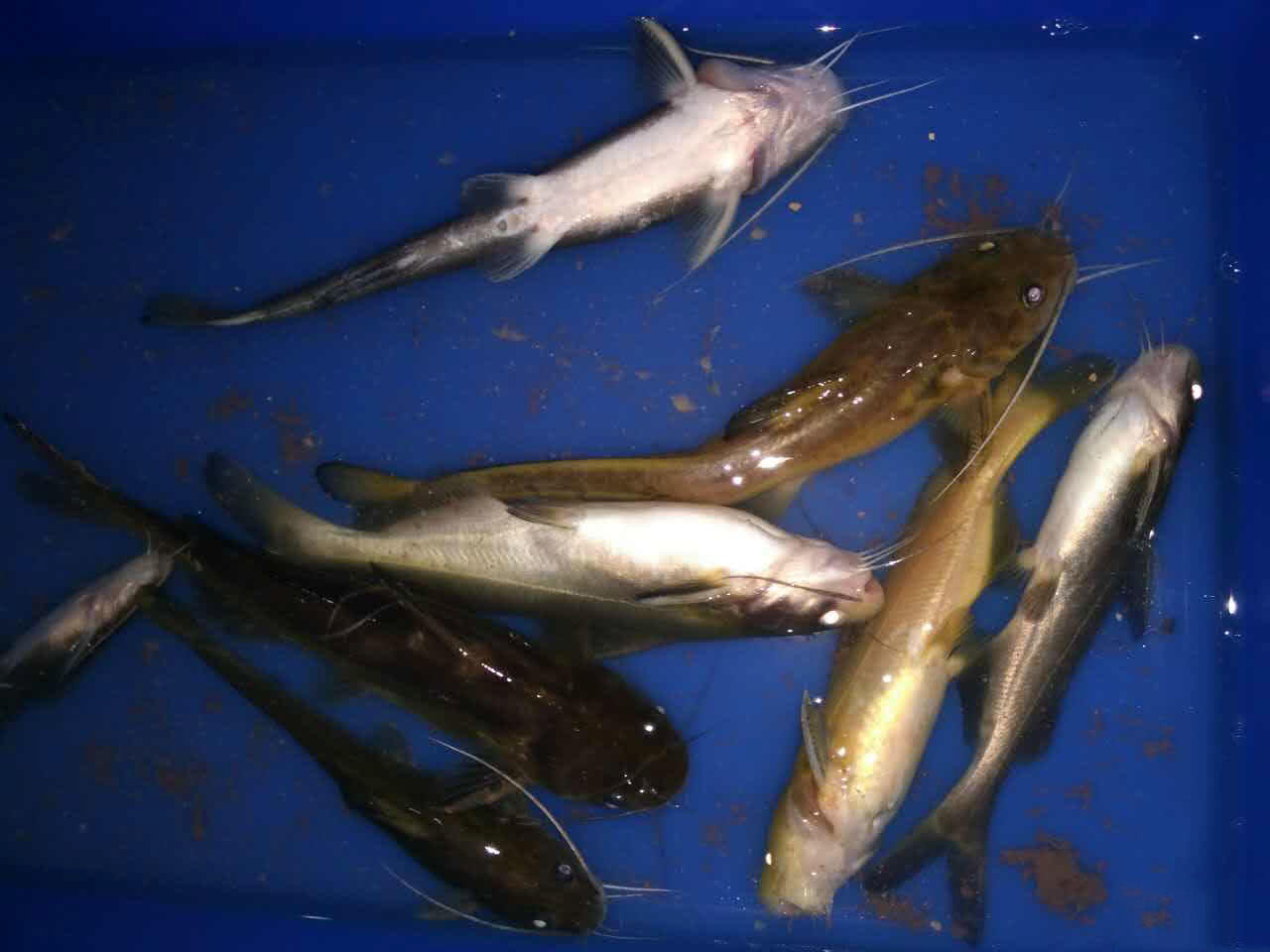 广西红水河中有一种鱼叫"芝麻剑"它的鲜味要赶上河豚