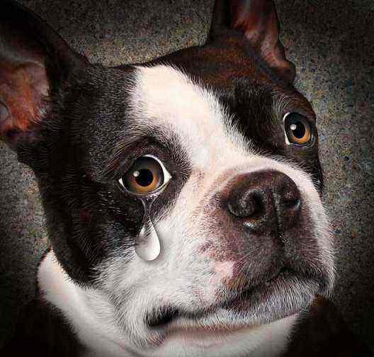 原創
            狗狗流眼淚是因為傷心嗎？關於真相，你早該知道了！ 寵物 第2張