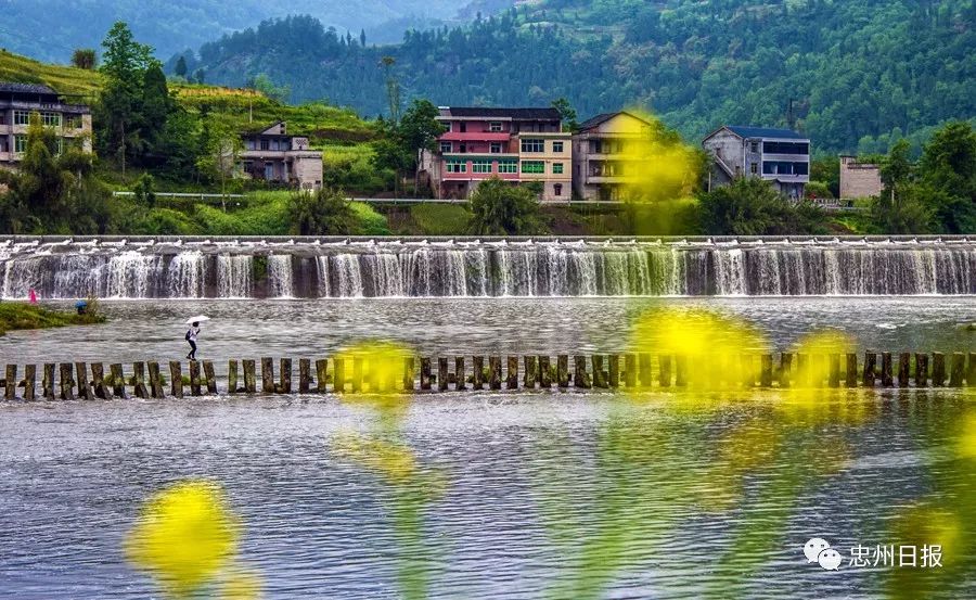 吧 忠县菜花节(马灌镇倒灌社区,双石村) 忠县黄金镇大岭万亩花果山