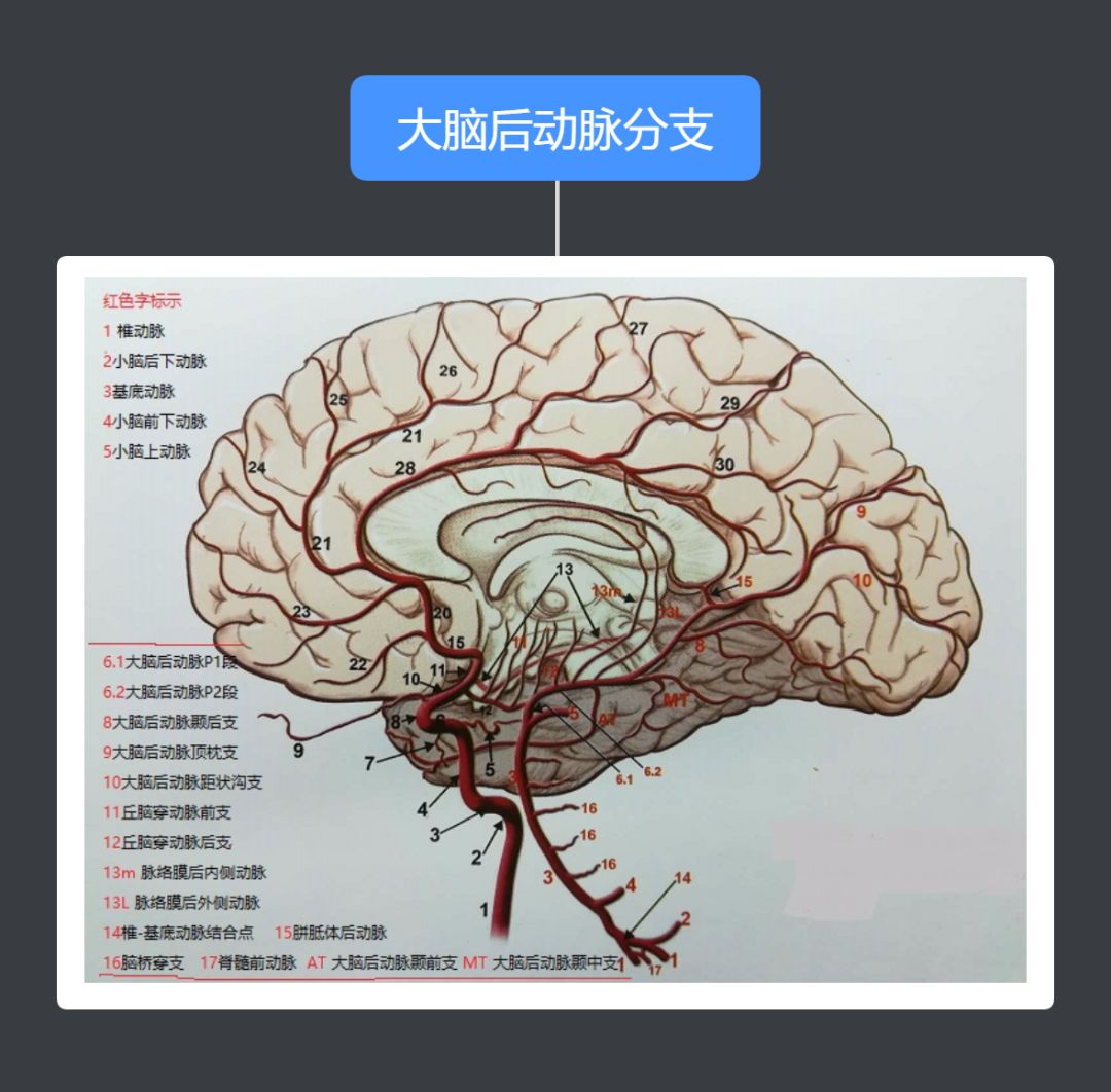 6  7  基底动脉脑桥支的分支 8  9  10  大脑后动脉分支: 11  备注