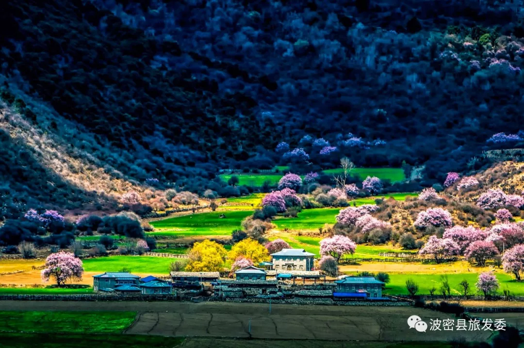 三生三世十里桃花般的盛景,中国最大桃花谷即将开谷,春回大地,而波密