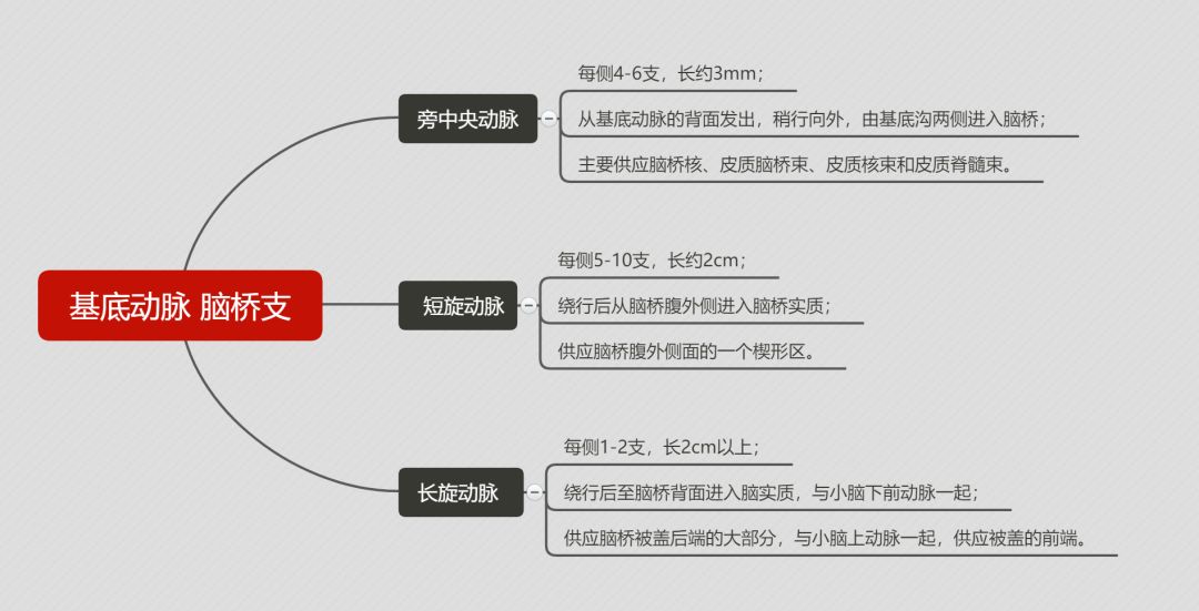 脑血管解剖思维导图第二弹,来了!_动脉