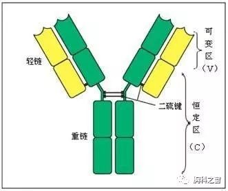 抗体里的轻链和重链都是什么?