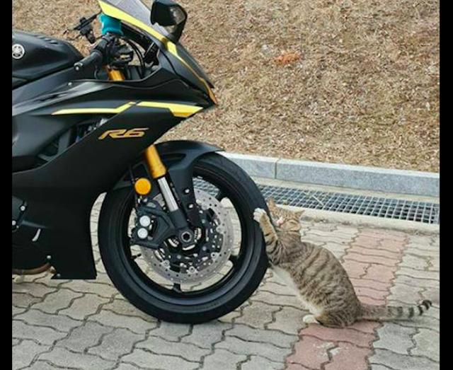 網友要騎摩托車回家，沒想到一只貓抱著車輪就不松爪了，想碰瓷？ 未分類 第1張