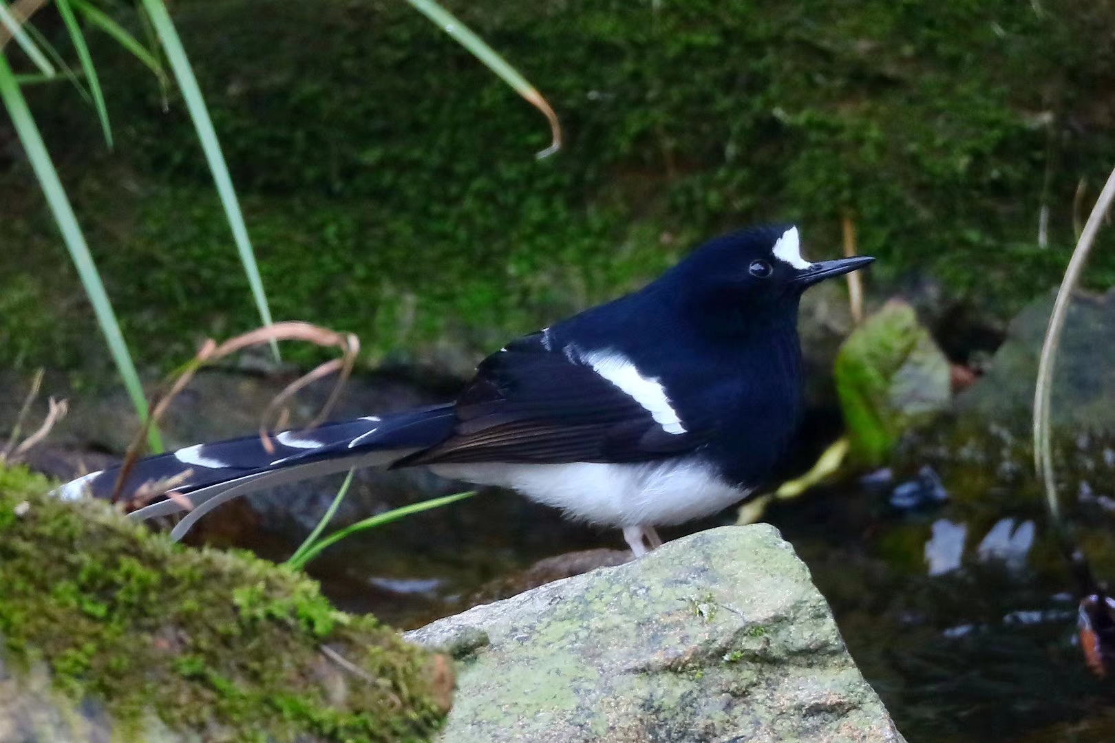 鸟语花香春风怡,白冠燕尾山溪清