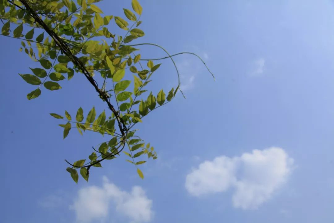 要说春天最期待的莫过于雨后天晴