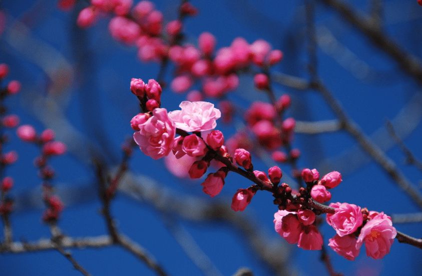 科普大讲堂丨又到了观fen赏bian蜡梅梅花的季节了