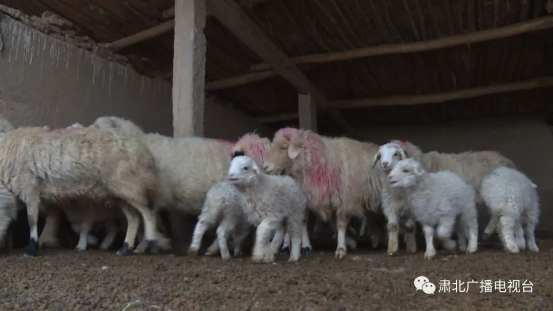 【新春走基层】羊儿叫,人欢喜,羊圈里面好热闹!