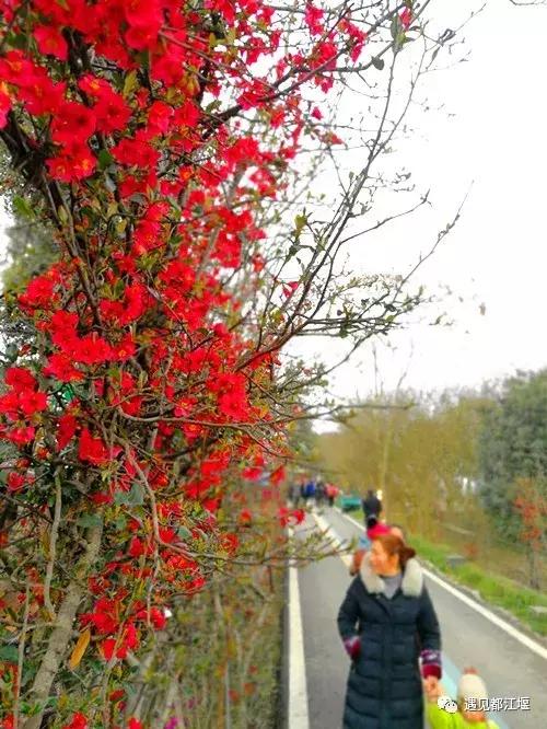 春来都江堰赏花,安龙2000亩海棠已到最佳观赏期,赶紧约起来!