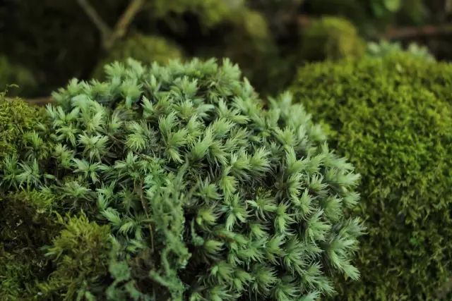 下面这些是平时我们常见到的苔藓种类: 在苔藓植物的繁殖阶段,配子体