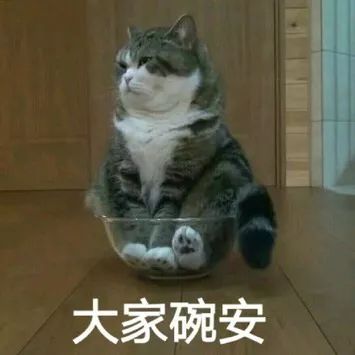 大家晚安(碗安,猫咪坐碗里)