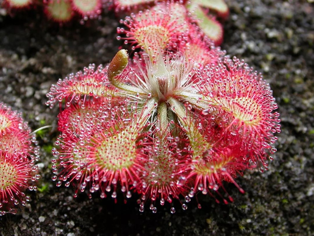 圆叶茅膏菜drosera rotundifolia.