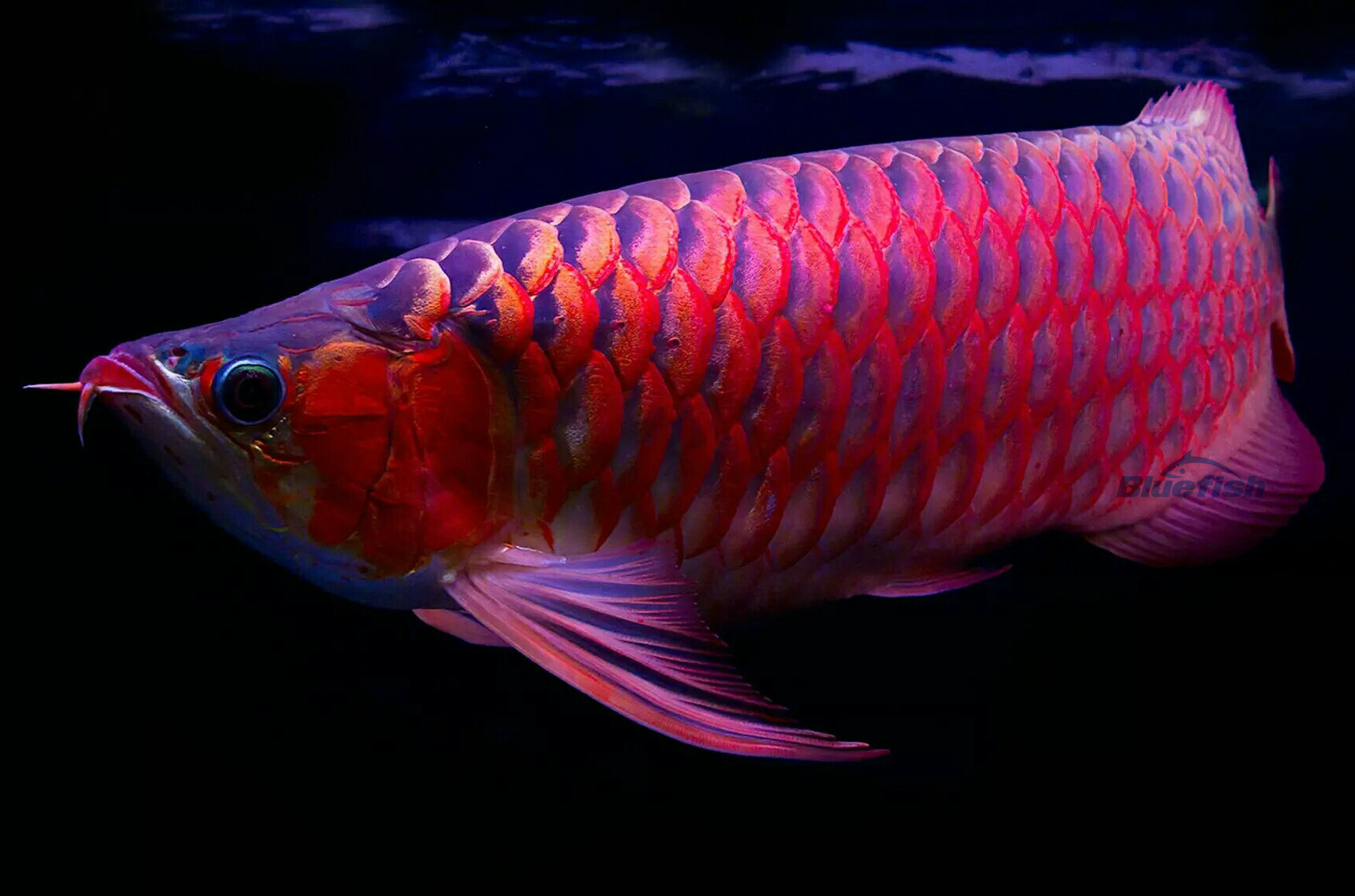 Colorful Arowagolden arowana sandalwoodna 可放心了 Albino ReArowanad Dragon Fish