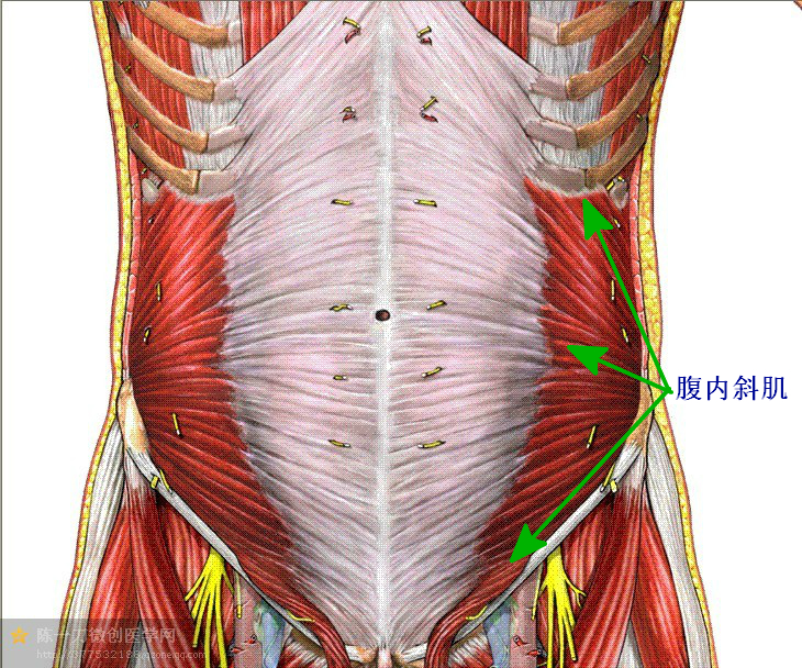 因为它位于腰椎旁肌肉(竖脊肌)和腰部厚的筋膜层与腱膜组织的深部